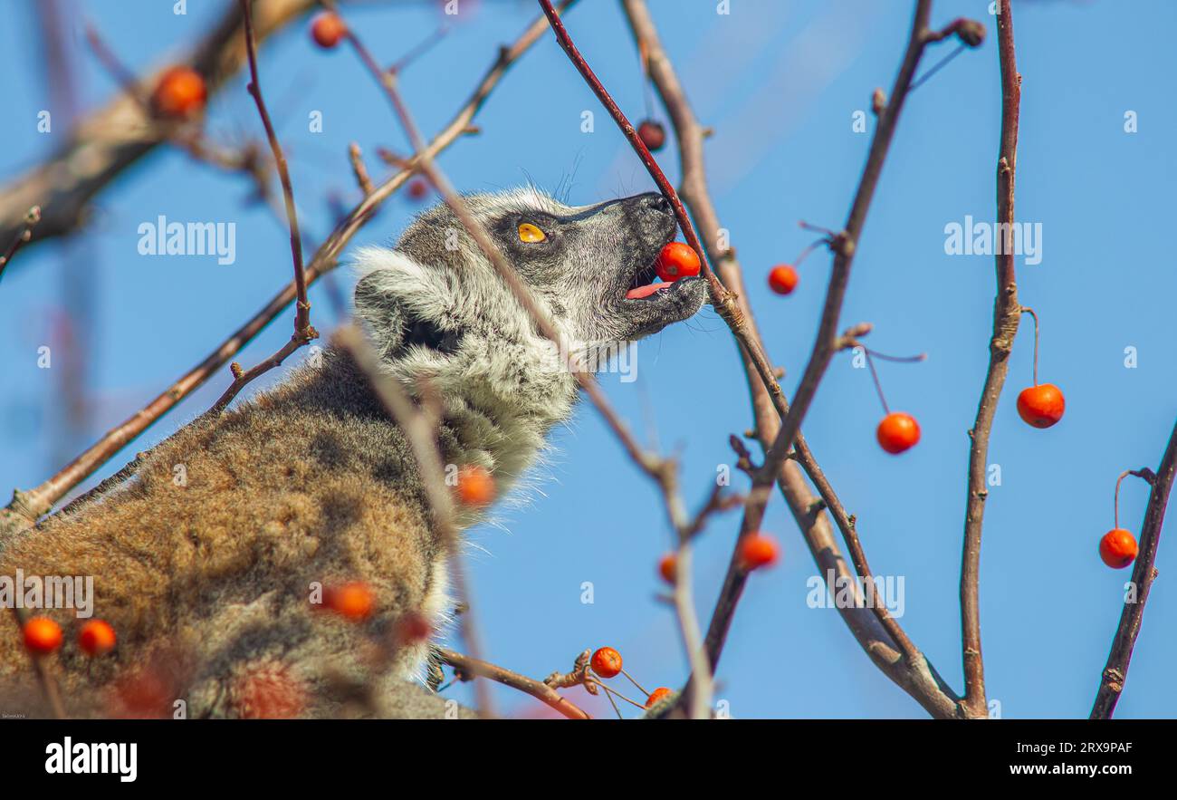 Les lémuriens (Lemuroidea), l'un des animaux les plus mignons de Madagascar, vivent généralement dans des forêts avec de hauts arbres. Banque D'Images