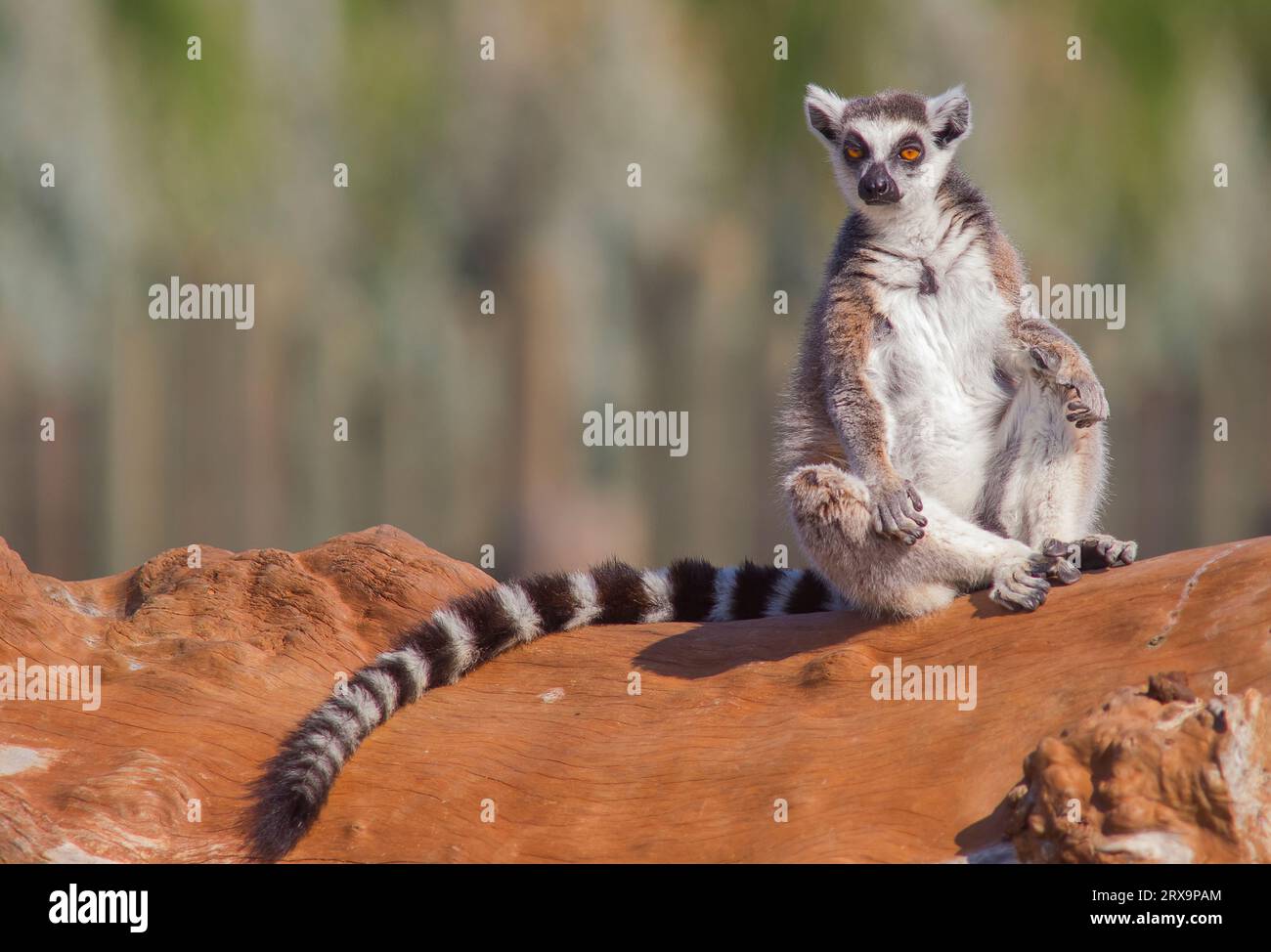 Les lémuriens (Lemuroidea), l'un des animaux les plus mignons de Madagascar, vivent généralement dans des forêts avec de hauts arbres. Banque D'Images