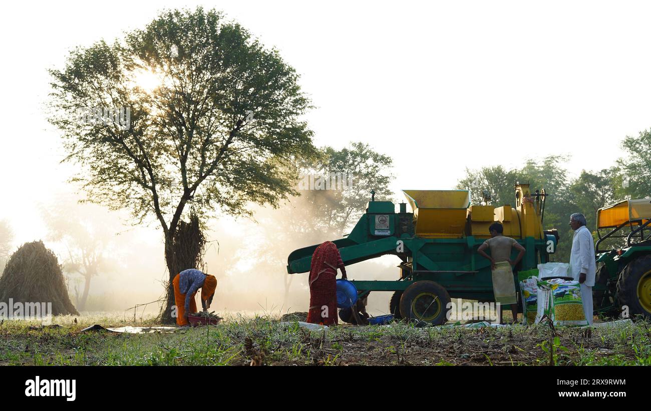 23 septembre 2023 Jaipur, Rajasthan, Inde. Moissonneuse batteuse récoltant le millet au lever du soleil, membres de la famille asiatique travaillant dans les terres agricoles. Banque D'Images