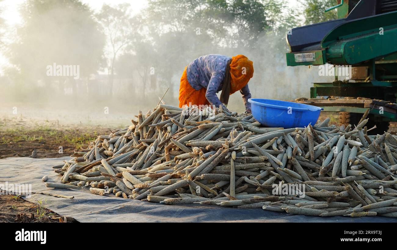 23 septembre 2023 Jaipur, Rajasthan, Inde. Moissonneuse batteuse récoltant le millet au lever du soleil, membres de la famille asiatique travaillant dans les terres agricoles. Banque D'Images