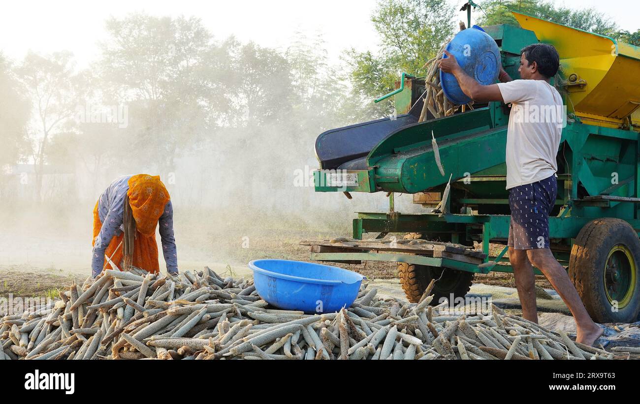 23 septembre 2023 Jaipur, Rajasthan, Inde. Moissonneuse batteuse récoltant le millet au lever du soleil, membres de la famille asiatique travaillant dans les terres agricoles. Banque D'Images