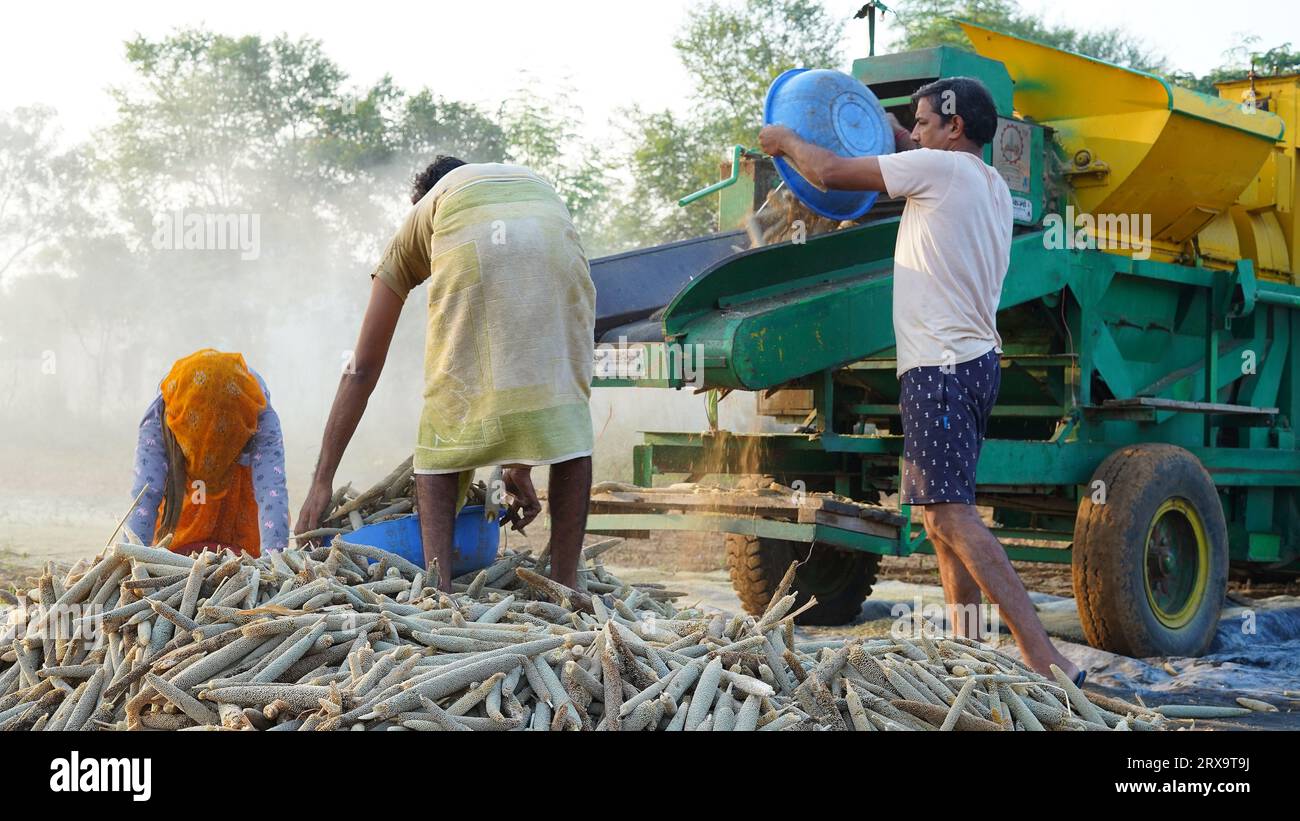 23 septembre 2023 Jaipur, Rajasthan, Inde. Moissonneuse batteuse récoltant le millet au lever du soleil, membres de la famille asiatique travaillant dans les terres agricoles. Banque D'Images