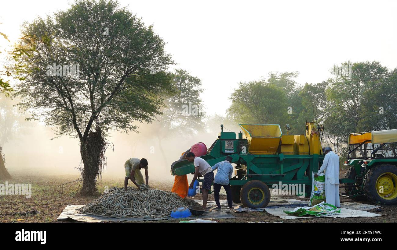 23 septembre 2023 Jaipur, Rajasthan, Inde. Moissonneuse batteuse récoltant le millet au lever du soleil, membres de la famille asiatique travaillant dans les terres agricoles. Banque D'Images