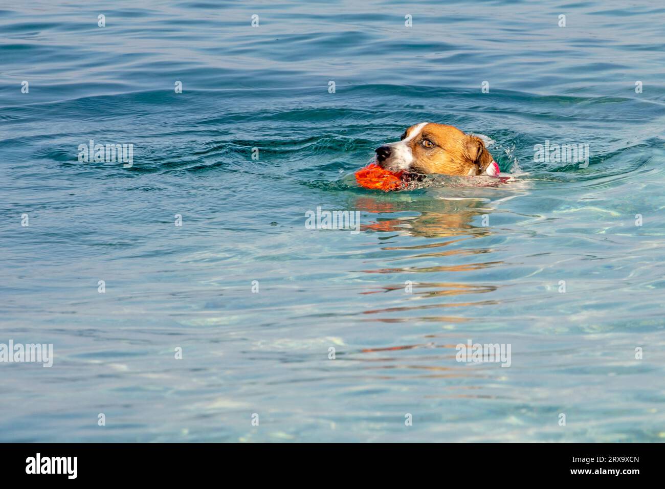 Jack Russell Terrier nage avec une boule orange dans la mer. Dressage et soin des animaux de compagnie Banque D'Images