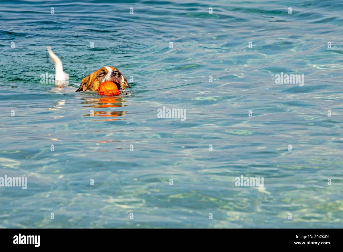 Jack Russell Terrier nage avec une boule orange dans la mer jusqu'au rivage. Dressage et soin des animaux de compagnie Banque D'Images