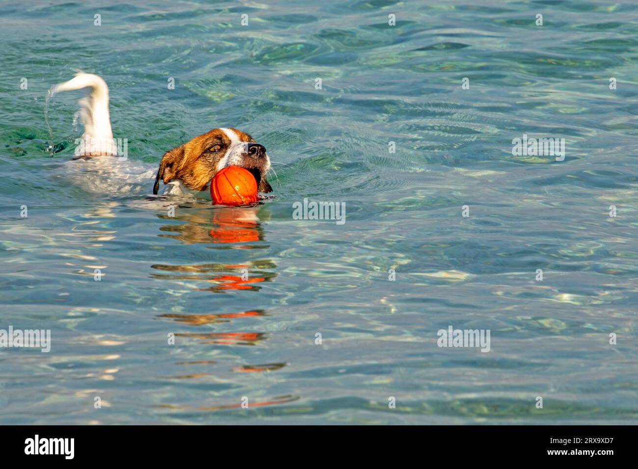 Jack Russell Terrier nage avec une boule orange dans la mer jusqu'au rivage. Dressage et soin des animaux de compagnie Banque D'Images