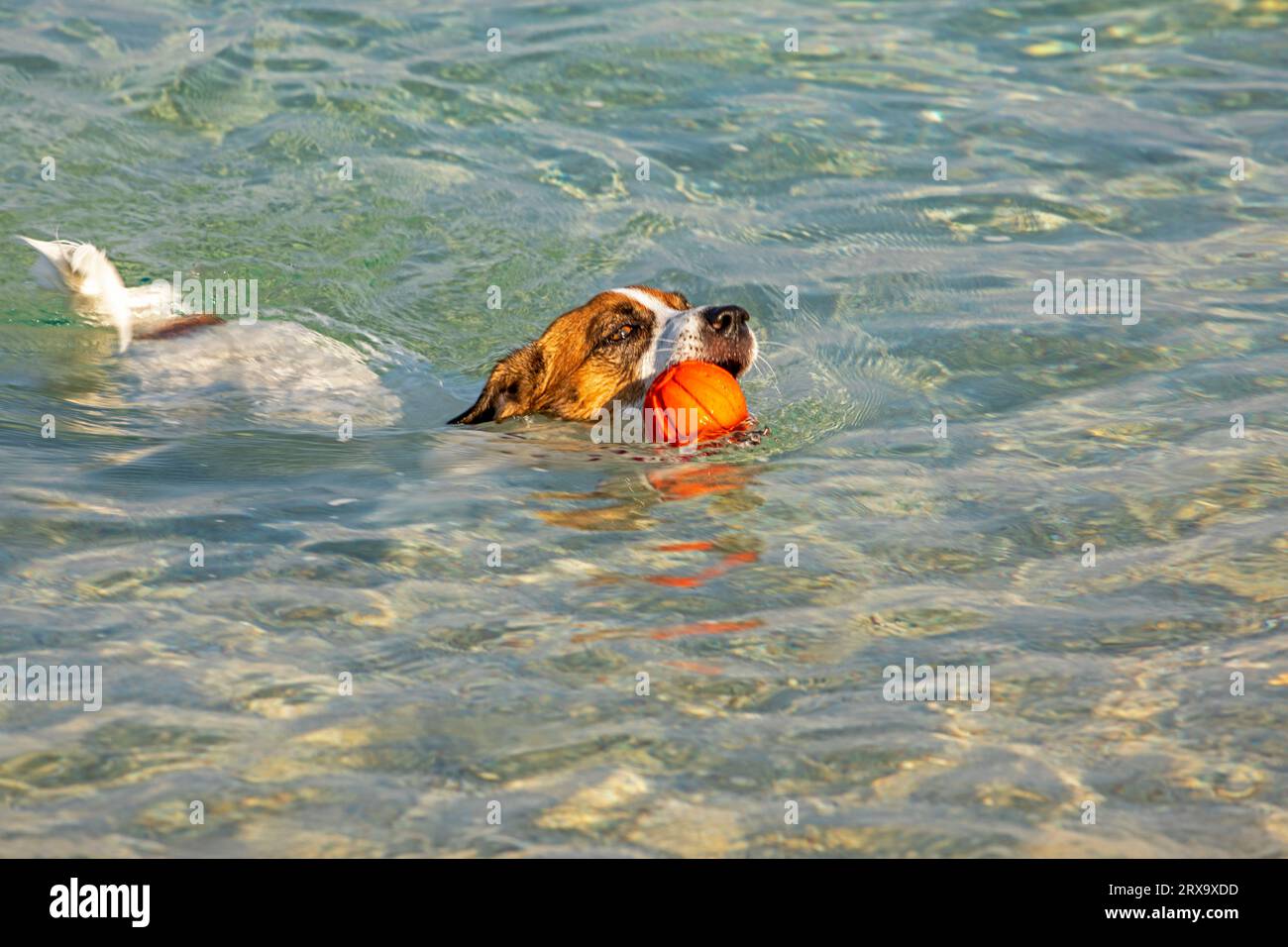 Jack Russell Terrier nage avec une boule orange dans la mer jusqu'au rivage sur commande. Dressage et soin des animaux de compagnie Banque D'Images
