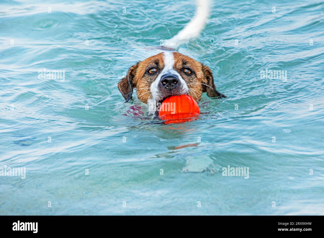 Jack Russell Terrier nageant avec un ballon orange dans la mer, mettant en valeur l'entraînement et le soin des animaux de compagnie: Banque D'Images