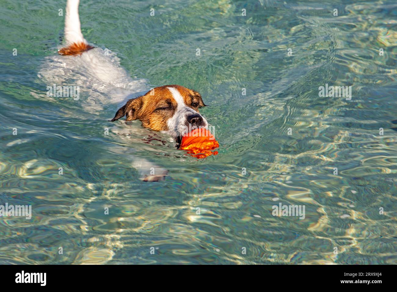 Jack Russell Terrier nage avec une boule orange dans la mer jusqu'au rivage sur commande. Formation Banque D'Images