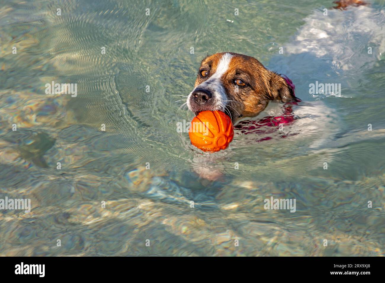 Jack Russell Terrier nage avec une boule orange dans la mer jusqu'au rivage sur commande. Formation Banque D'Images