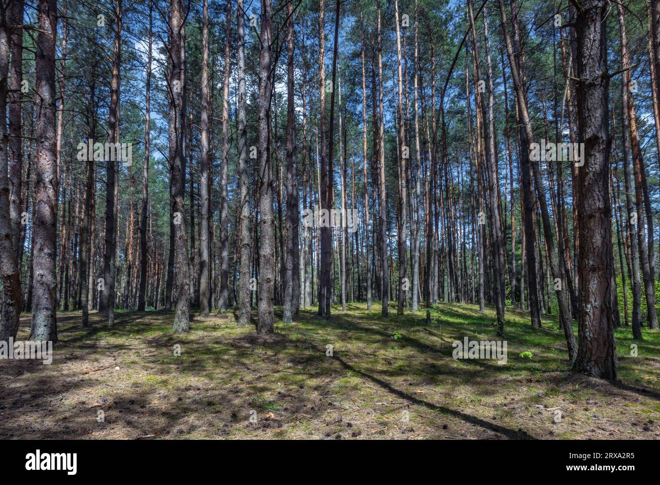 Forêts polonaises, nature sauvage de la Pologne, expéditions autour de la Pologne, sentiers touristiques et région touristique, podkarpackie, milieux créatifs, Pologne Banque D'Images