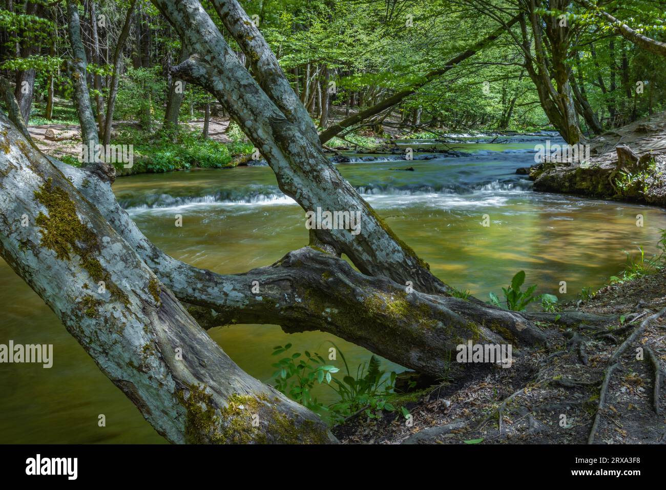 Réserve naturelle de Nad Tanwia, gorge de la rivière Tanew, rivière Sopot, Parc National de Roztoczanski, beaux paysages polonais, Pologne Banque D'Images