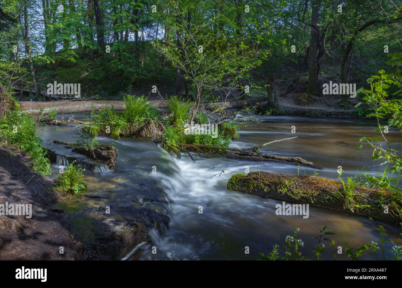 Réserve naturelle de Nad Tanwia, gorge de la rivière Tanew, rivière Sopot, Parc National de Roztoczanski, beaux paysages polonais, Pologne Banque D'Images