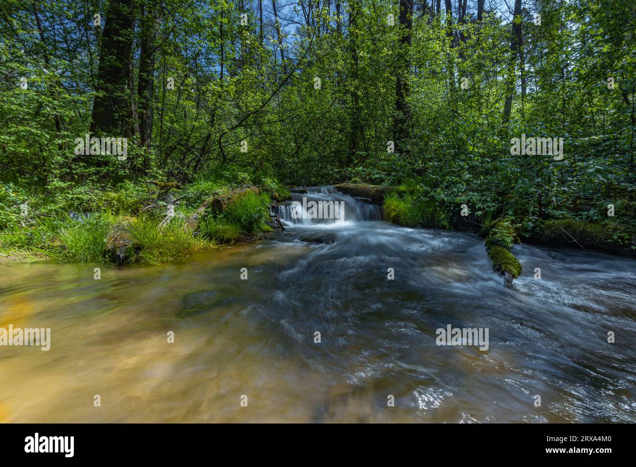 Réserve naturelle de Czartowe Pole, gorge du champ du diable, parc national de Roztoczanski, cascades et cascades d'eau, paysages polonais, Pologne Banque D'Images