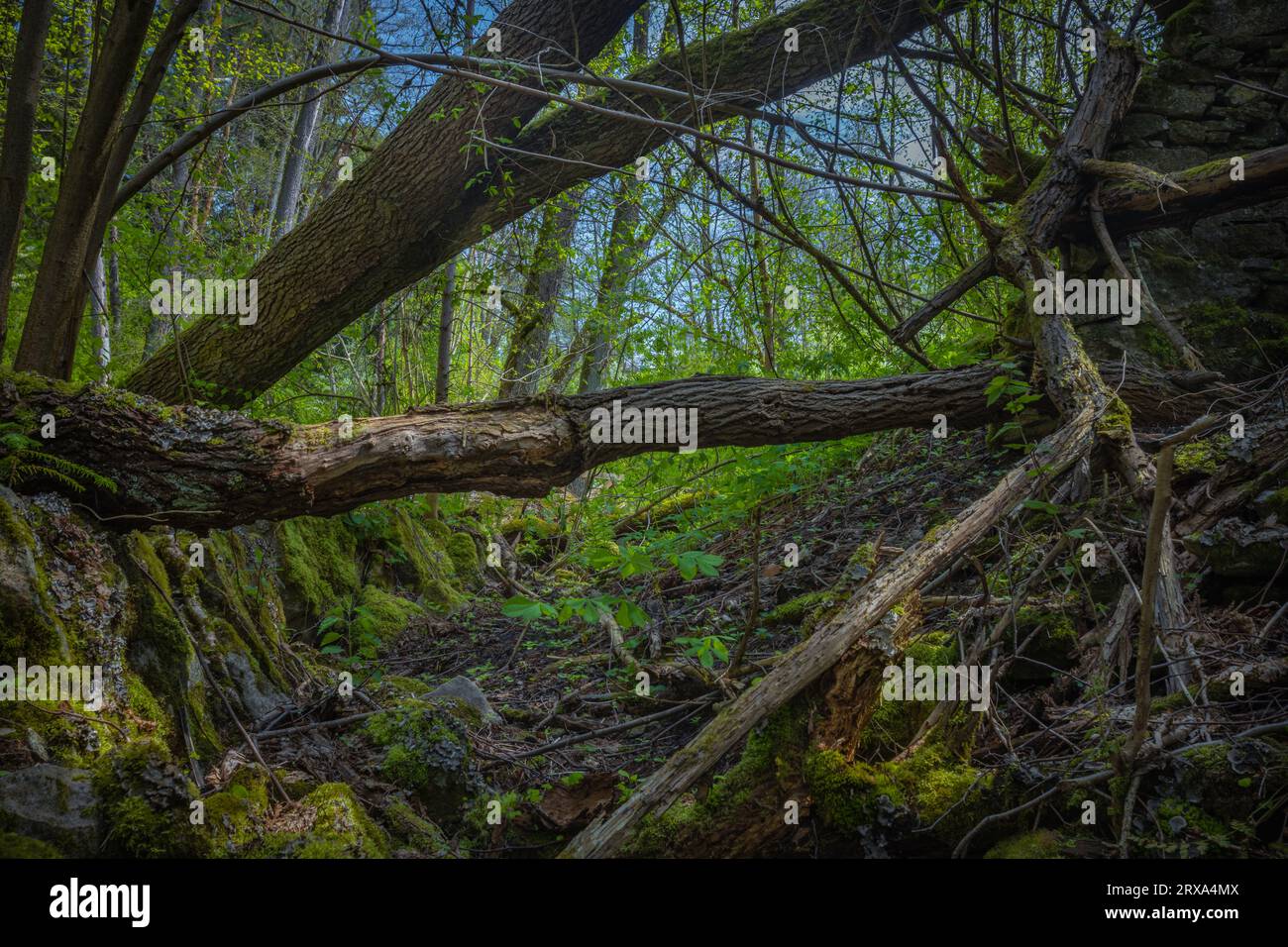 Réserve naturelle de Czartowe Pole, gorge du champ du diable, parc national de Roztoczanski, cascades et cascades d'eau, paysages polonais, Pologne Banque D'Images