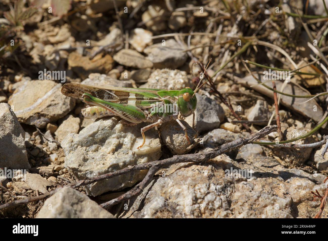 Gros plan détaillé sur la magnifique sauterelle méditerranéenne, Oedaleus decorus assis sur le sol Banque D'Images