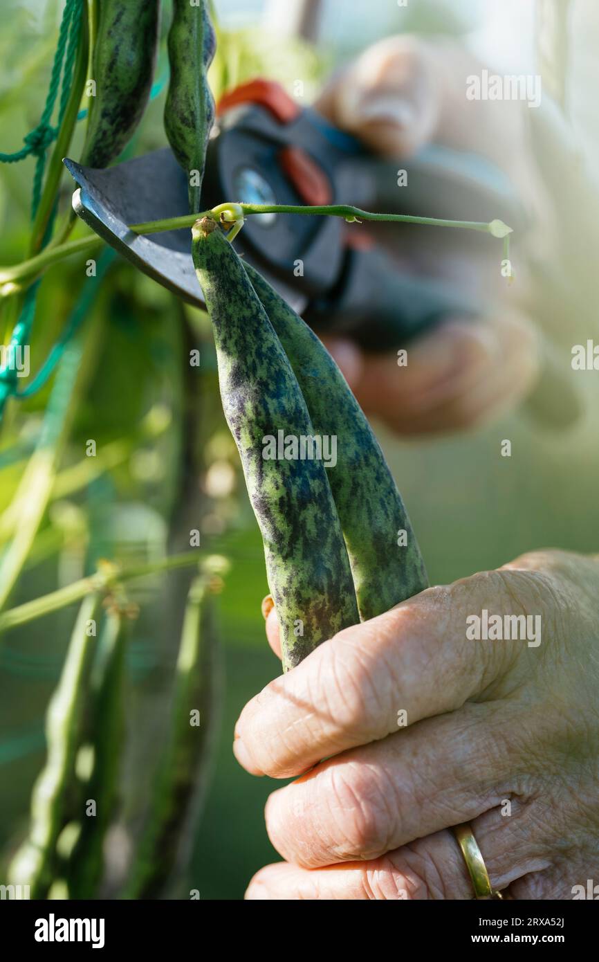 Jardinier récoltant une variété de haricots rouges hérités de Croatie connue sous le nom de « lune de marbre », similaire ou identique aux haricots verts. Banque D'Images