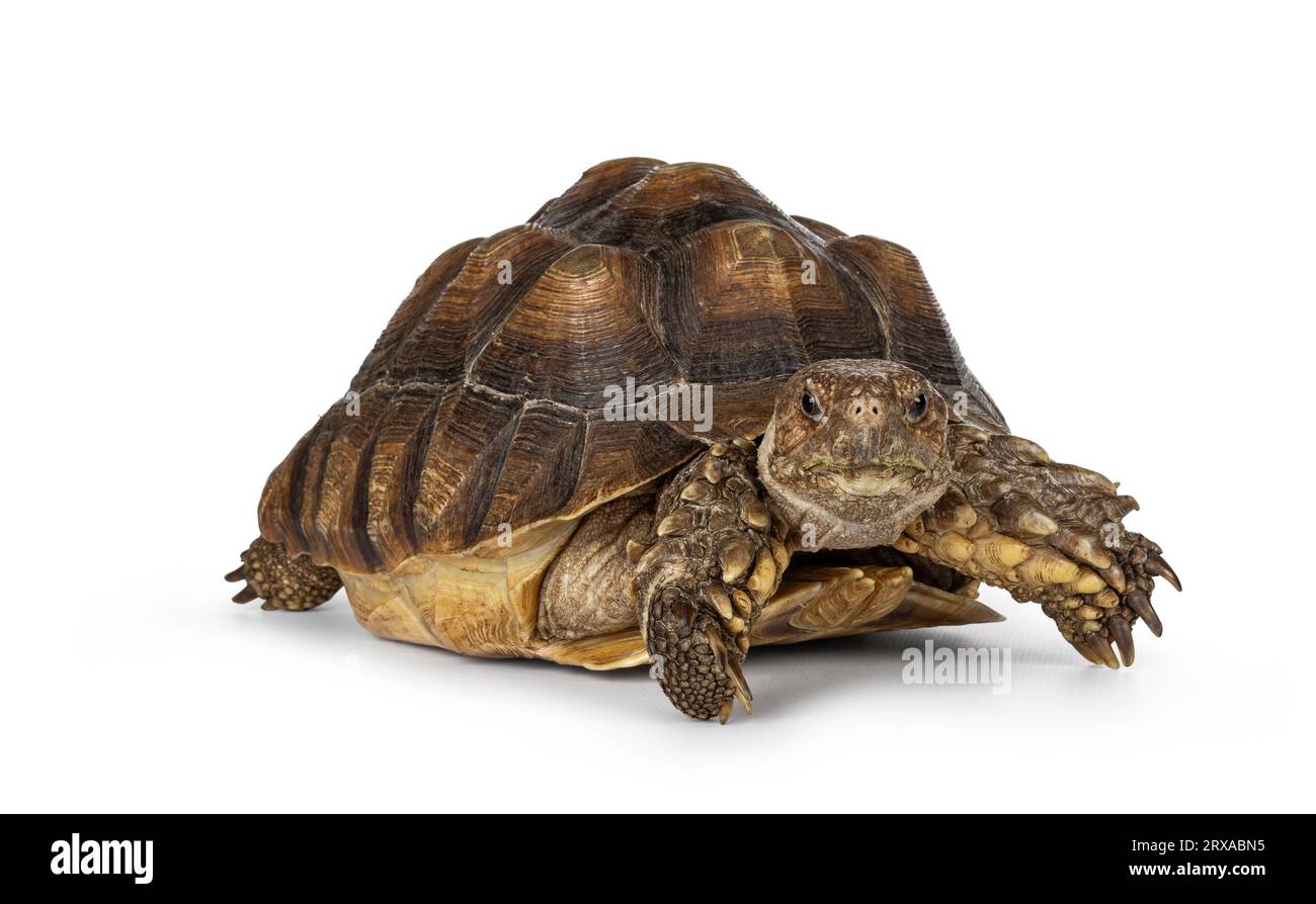 Femelle sulcata Tortoise aka Centrochelys sulcata, couchée face à face. Regarder directement à la caméra. Isolé sur fond blanc Banque D'Images