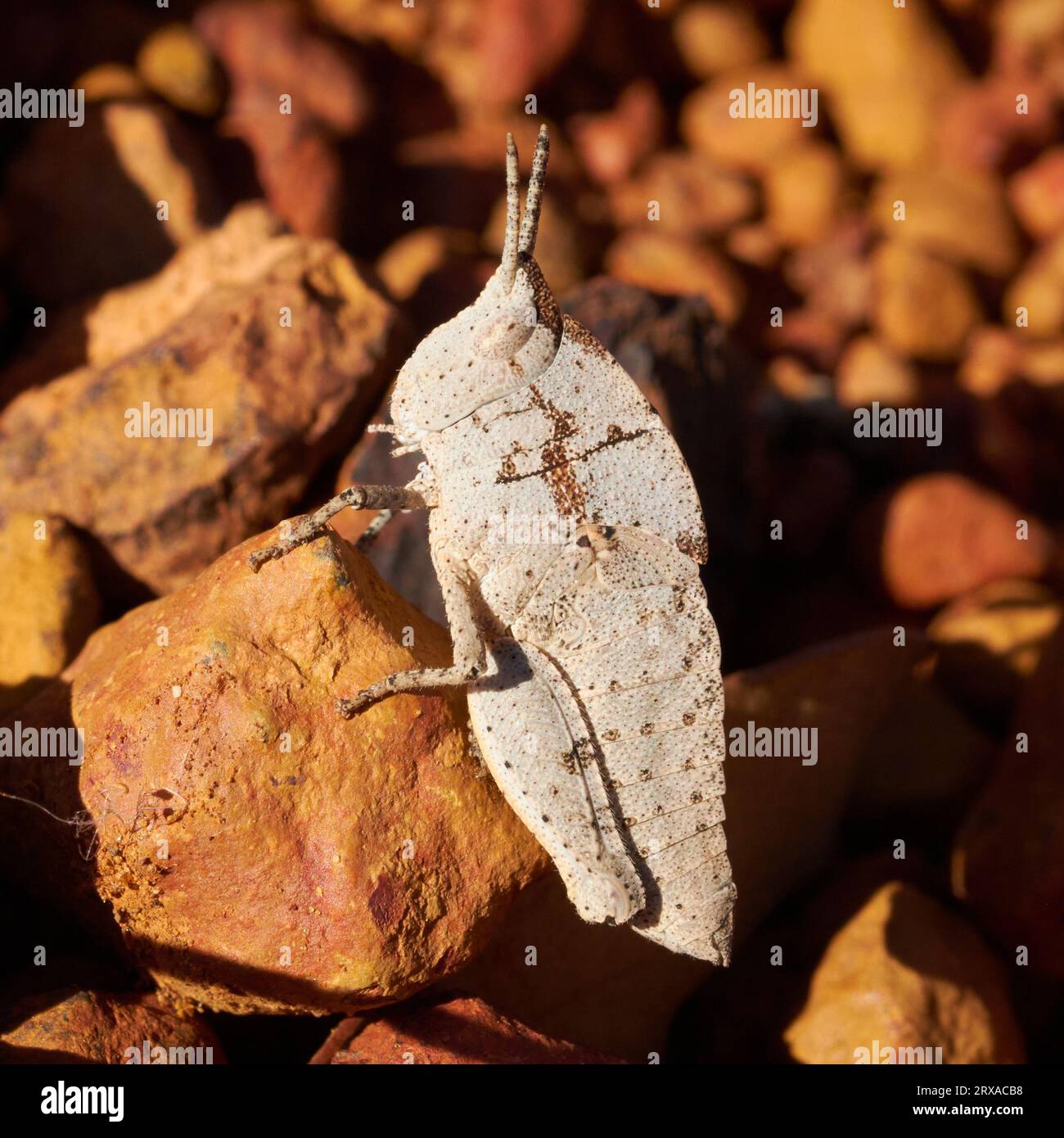 Herbivore insecte herbivore Banque de photographies et d’images à haute ...