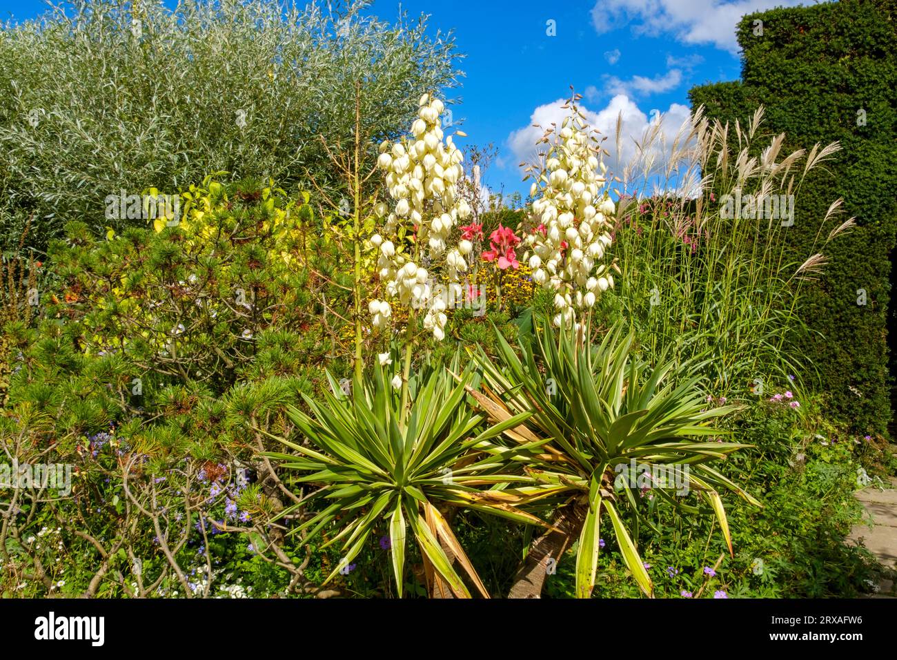 Fleurs de yucca, Sussex de l'est, Royaume-Uni. Yucca gloriosa variegata Banque D'Images