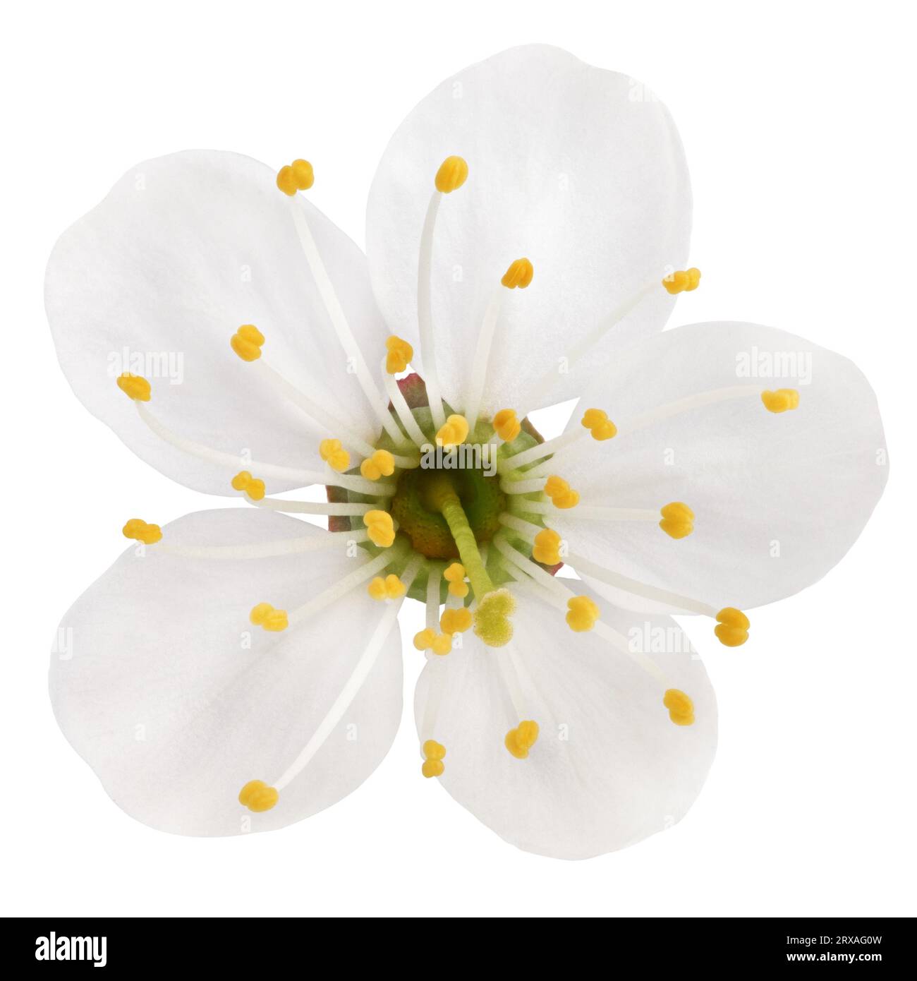 Fleur de cerisier isolé sur fond blanc avec chemin de détourage Banque D'Images