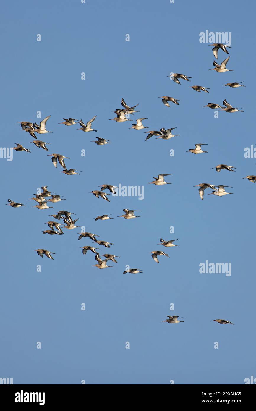 Troupeau de Gowit à queue noire (Limosa limosa islandica) volant sur Snettisham Norfolk le 2023 septembre Banque D'Images