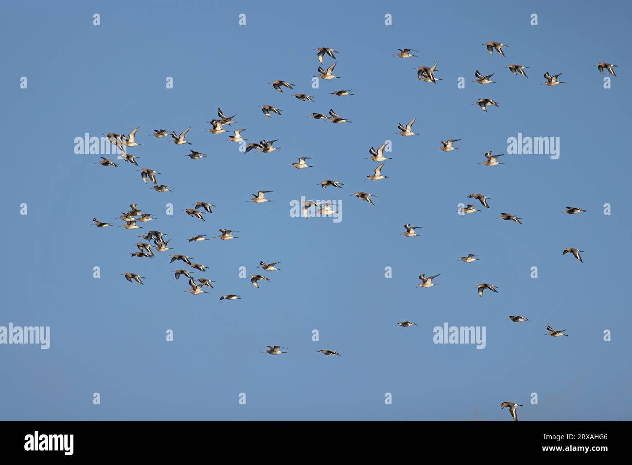 Troupeau de Gowit à queue noire (Limosa limosa islandica) volant sur Snettisham Norfolk le 2023 septembre Banque D'Images