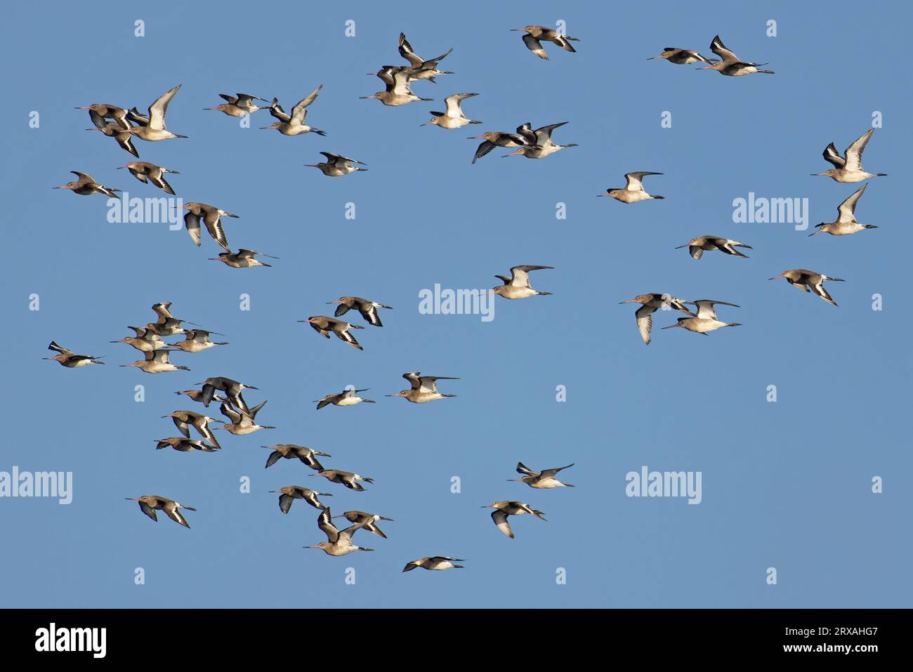 Troupeau de Gowit à queue noire (Limosa limosa islandica) volant sur Snettisham Norfolk le 2023 septembre Banque D'Images