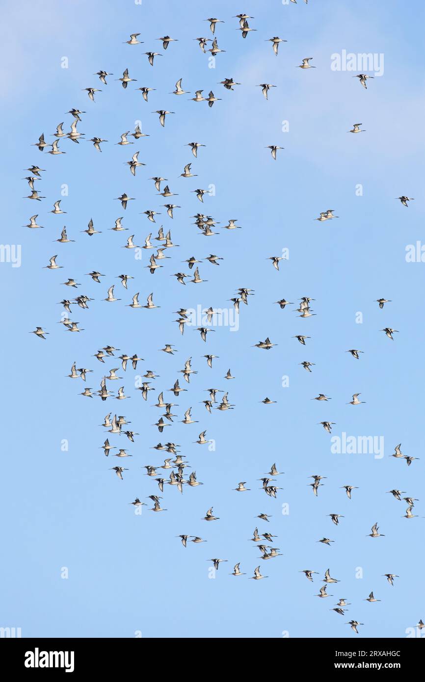 Troupeau de Gowit à queue noire (Limosa limosa islandica) volant sur Snettisham Norfolk le 2023 septembre Banque D'Images