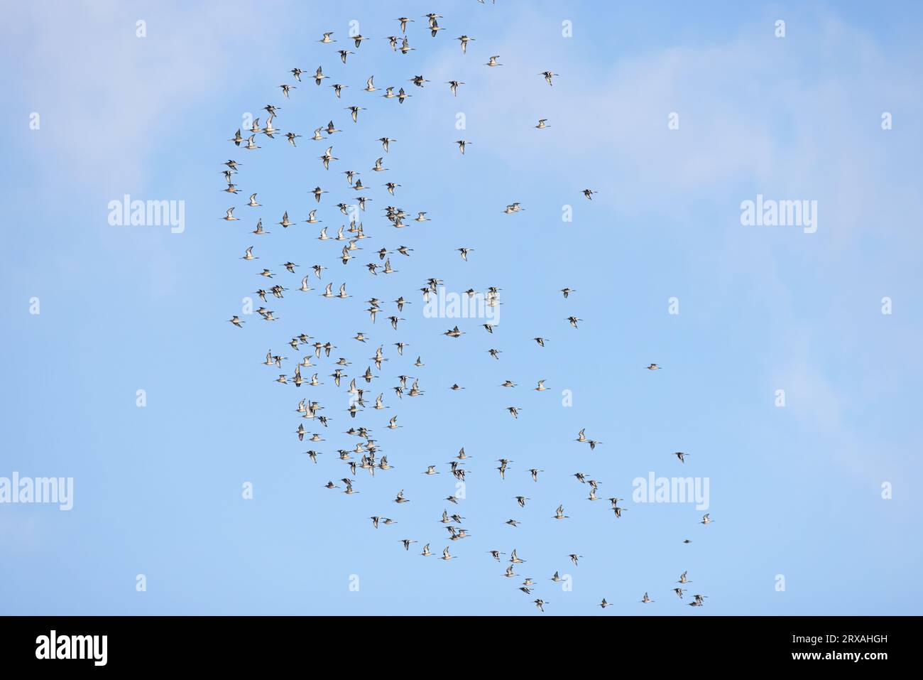 Troupeau de Gowit à queue noire (Limosa limosa islandica) volant sur Snettisham Norfolk le 2023 septembre Banque D'Images