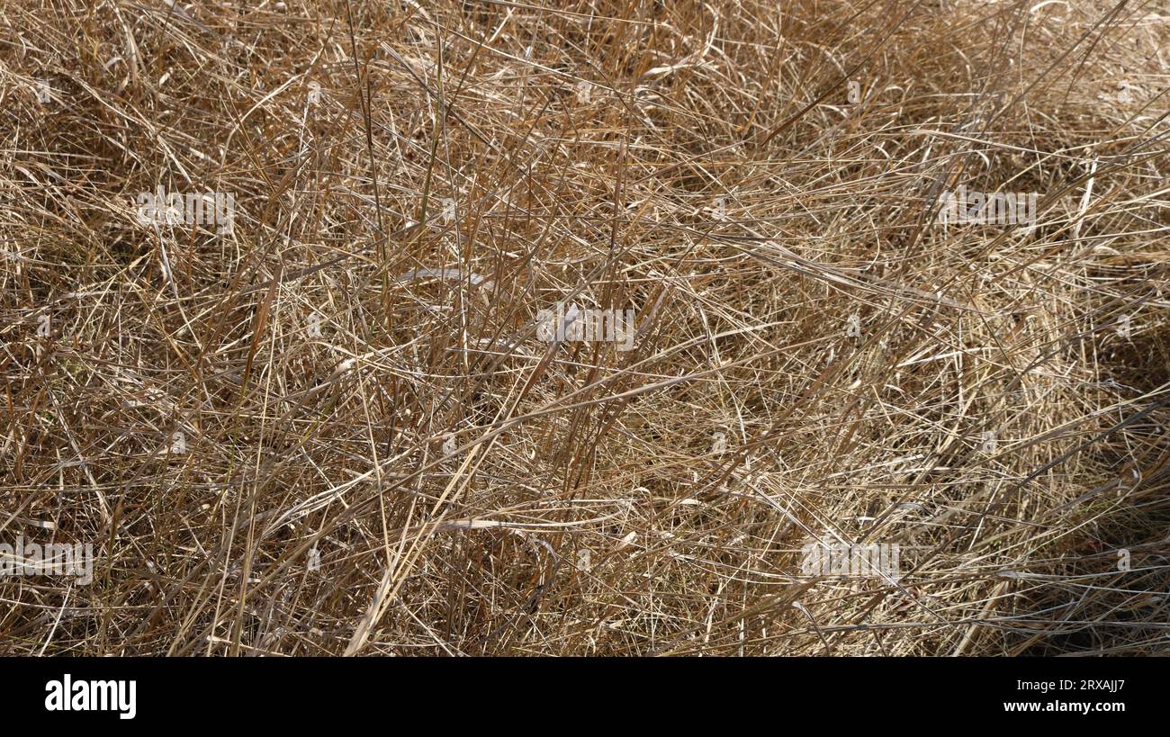 herbe longue sèche sur le terrain emmêlée par le vent, fond beige clair naturel, entrelacement chaotique de brins d'herbe desséchés à la lumière du soleil Banque D'Images