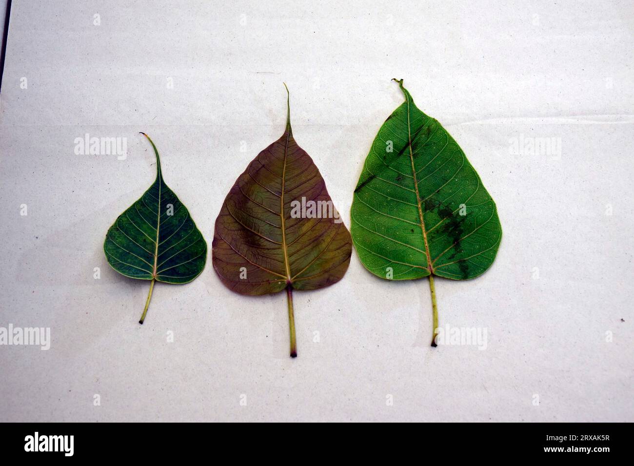 Feuilles de figues sacrées (Ficus religiosa L. , Pipal Tree, Bohhi Tree, Bo Tree, Peepul ) sur fond blanc Banque D'Images