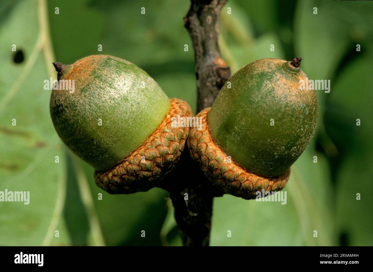 Manipulez le chêne, le fruit, le chêne d'été ou le chêne anglais (Quercus robur) (Quercus robus), manipulez le chêne, le chêne d'été ou le chêne allemand Banque D'Images