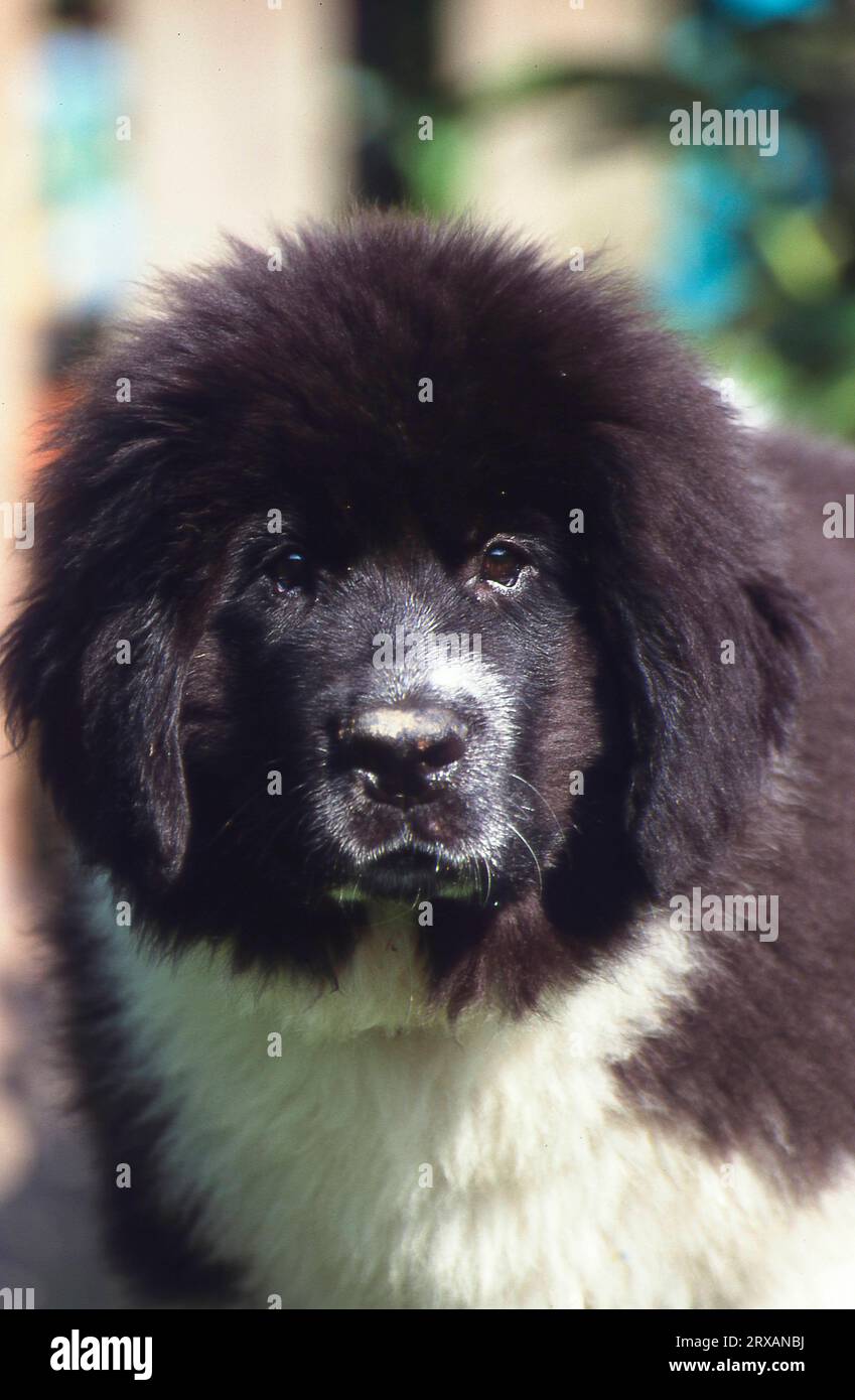 Chiot de Terre-Neuve, chienne, 3 mois Banque D'Images
