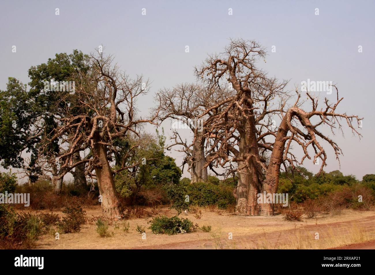 Grands baobabs près de la ville de Djenne, Mali Banque D'Images
