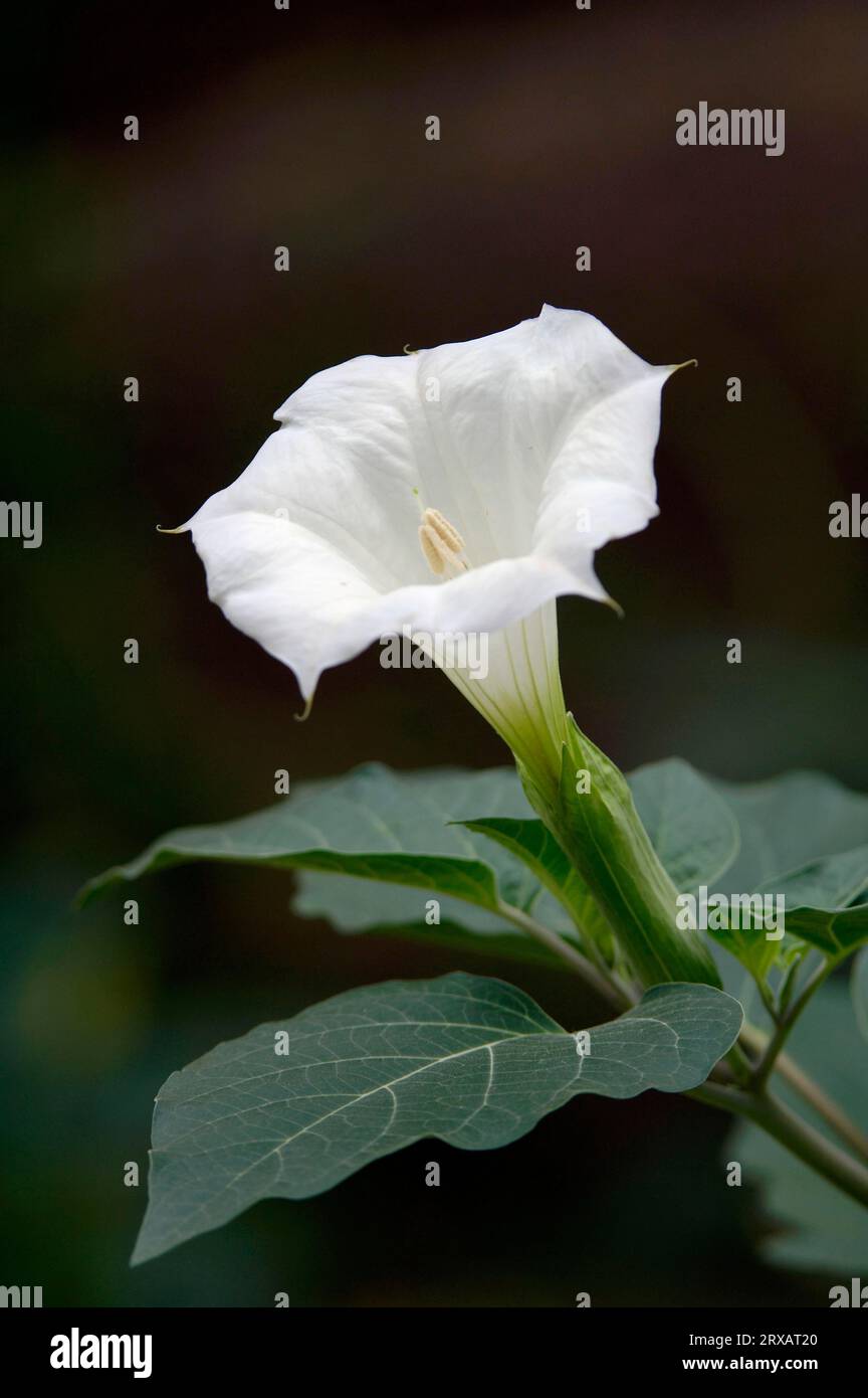 Angel's Trumpet, Downy Thorn-Apple (Datura inoxia), Downy Thornapple, Jimson Weed, Indian Apple, Pricklyburr Banque D'Images