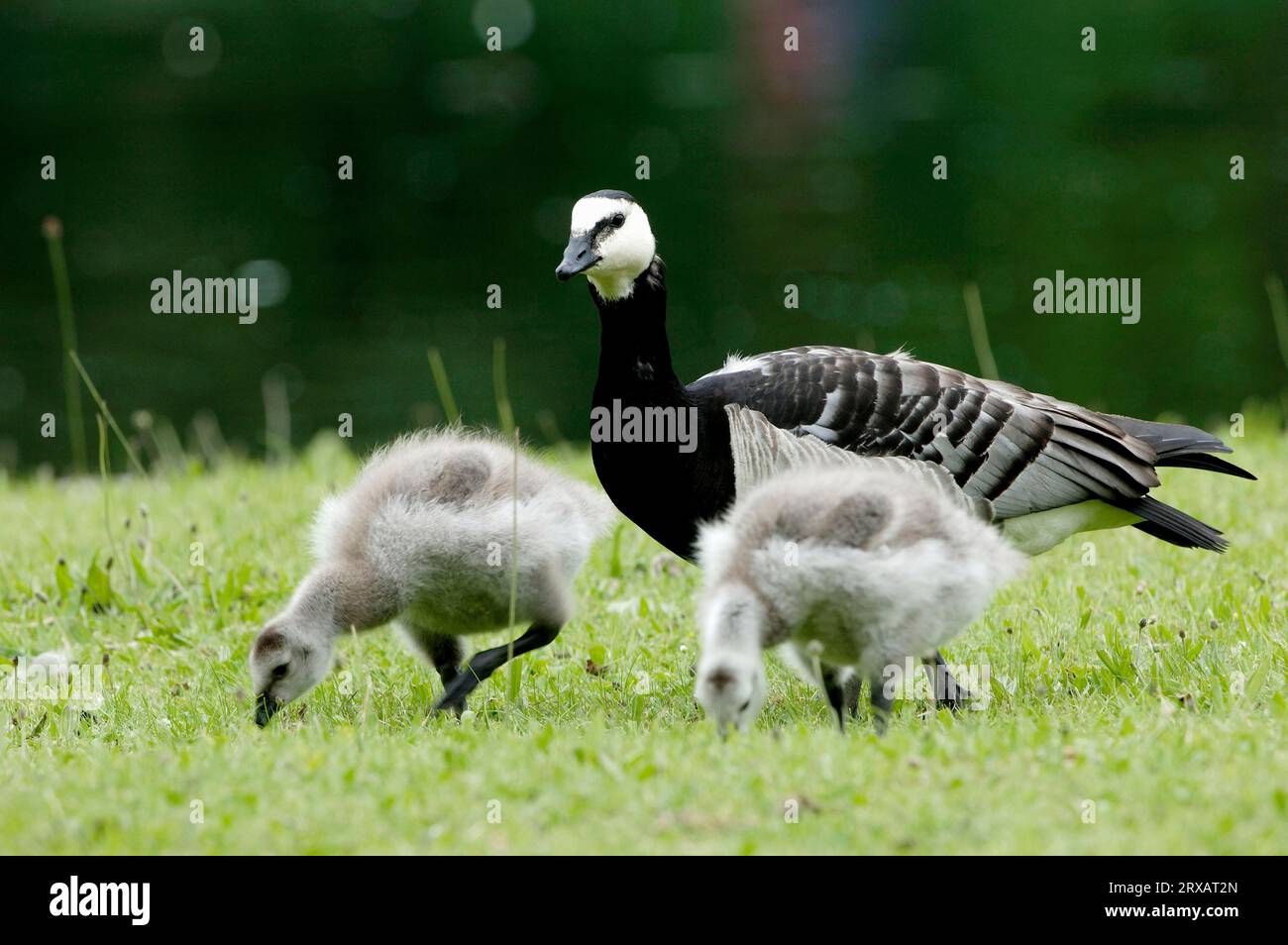 Barnacle Goose (Branta leucopsis) avec oisons, Bavière, Allemagne Banque D'Images