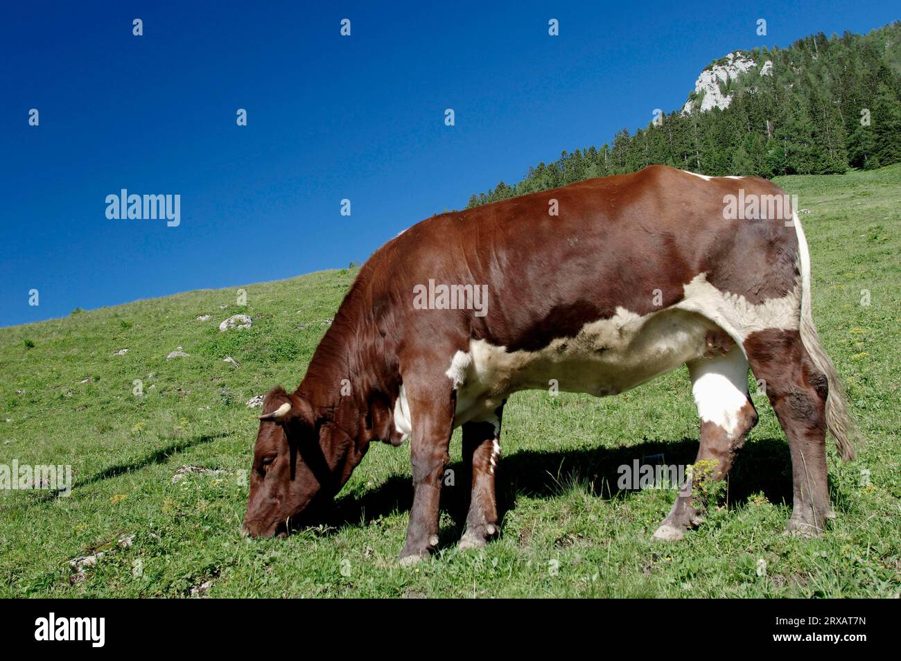 Pinzgauer bovins, vache, Bavière, Allemagne, vaches Banque D'Images