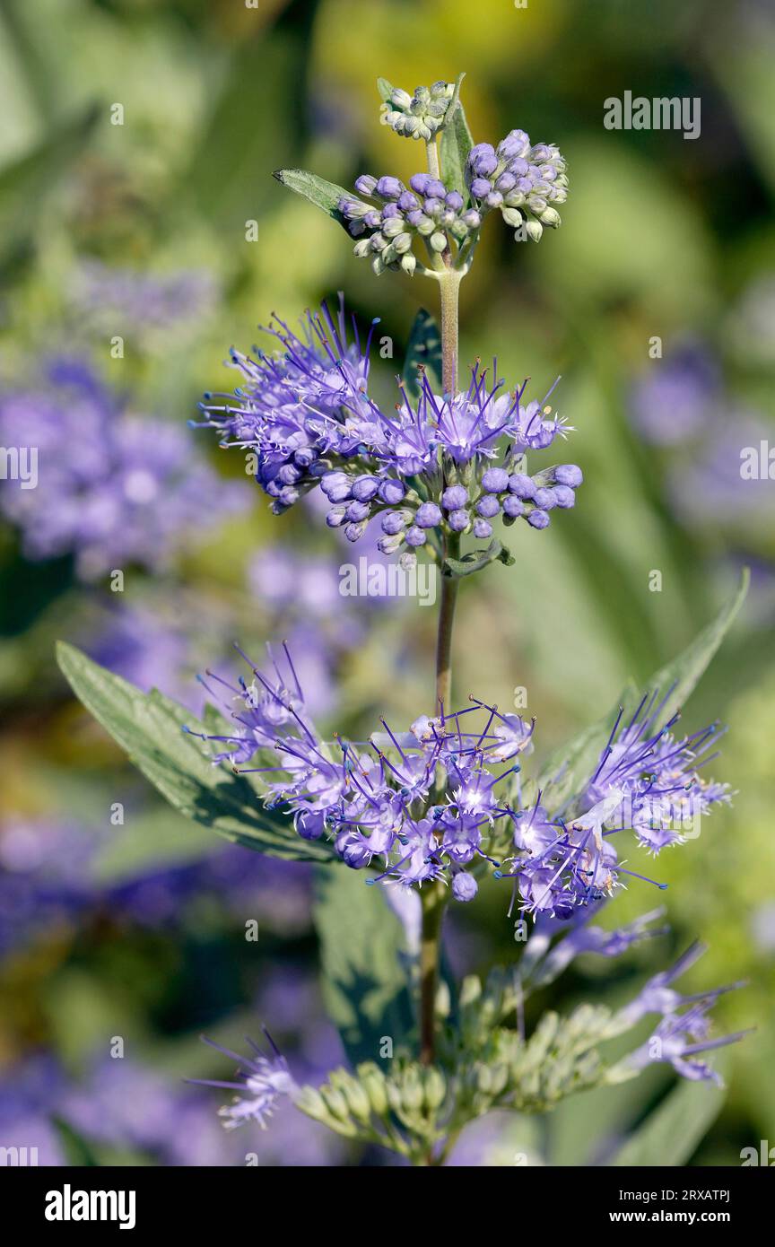 Barbe bleue (Caryopteris x clandonensis), arbuste Bluemist, Spirea bleu Banque D'Images