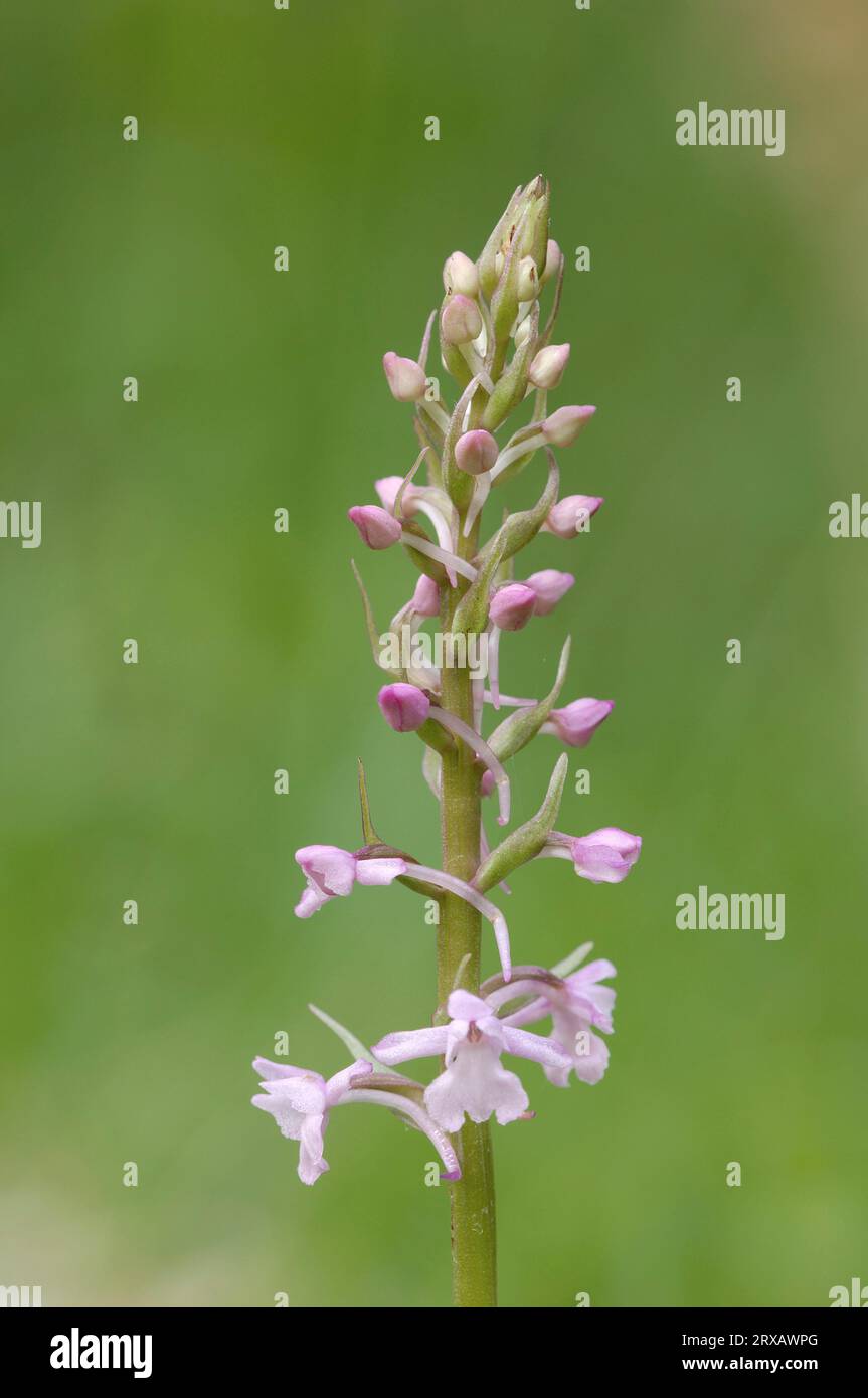 Orchidée parfumée (Gymnadenia conopsea), parc national de Berchtesgaden, orchidée parfumée, Allemagne Banque D'Images