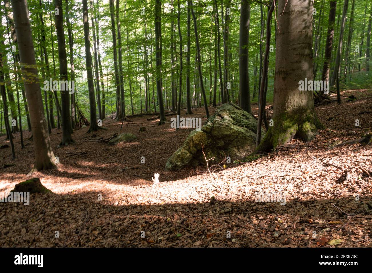 Forêt de feuillus avec des arbres et des rochers près de Bad Harzburg dans le Harz Banque D'Images