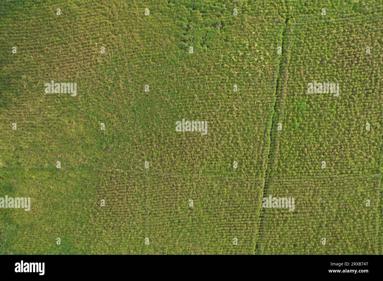 Terrain vert de campagne avec vue aérienne de drone de récolte Banque D'Images Terrain vert de campagne avec vue aérienne de drone de récolte Banque D'Images