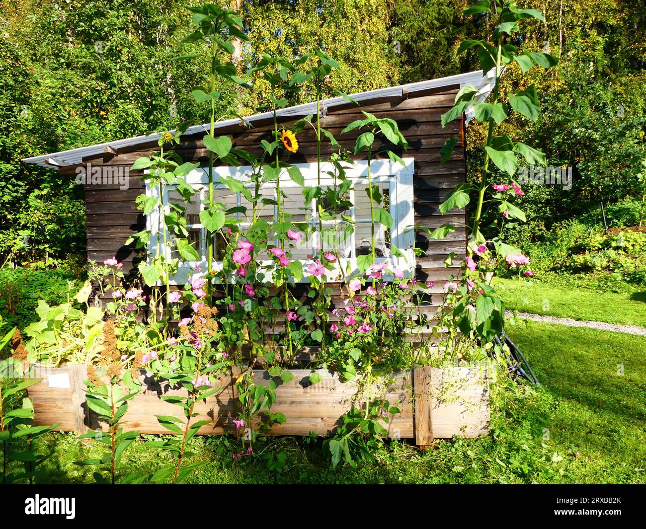 Plantations dans des rehausses de palettes Banque D'Images