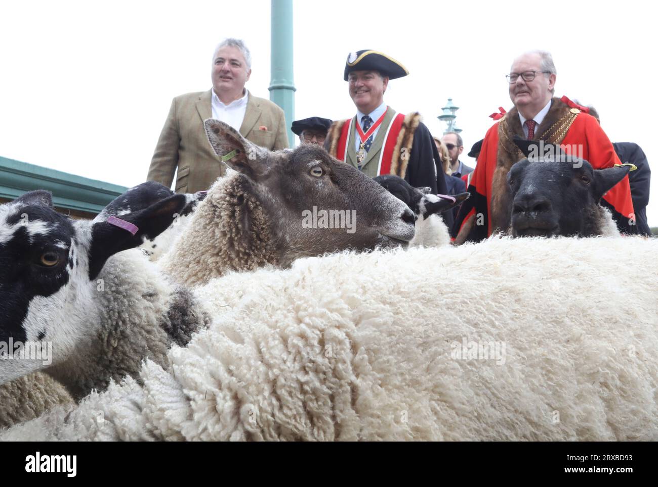 Londres, Royaume-Uni 24 septembre 2023. Freeman et le chef Richard Corrigan sont devenus berger pour la journée et ont pris son ancien droit de conduire des moutons sur Southwark Bridge et la Tamise, dans le centre de Londres. Il a été rejoint par Maître Woolman Vincent Keaveny et Sir Andrew Parmley en tant que Lord Mayor Locum Tenenshe & Sheriffs of the City of London pour cet événement majeur de collecte de fonds. Crédit :Monica Wells/Alamy Live News Banque D'Images