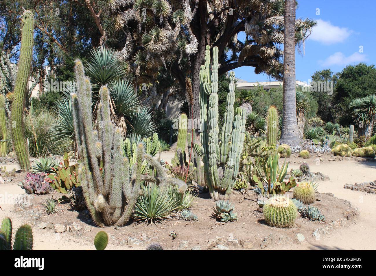 Arizona Garden, Stanford University, Californie Banque D'Images