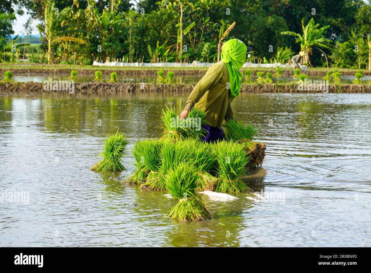 Beaucoup de paquet de groupe de graines de riz qui sont dans l'eau ou le champ de rizières, graines de riz pour la plantation. Le riz d'ensemencement au champ est transplanté. Les graines de riz sont lues Banque D'Images