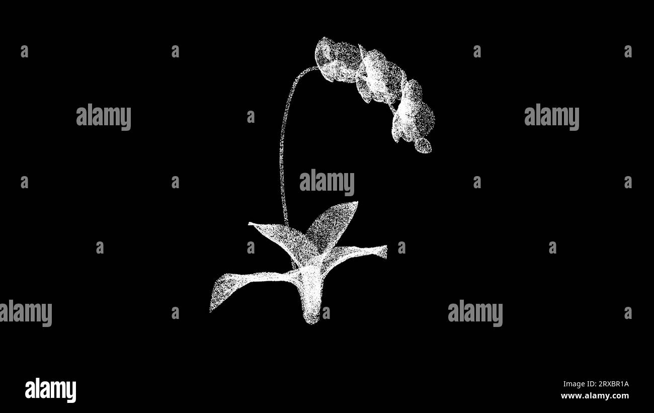 Orchidée 3D tourne sur fond noir. Fleurs et concept de beauté. Orchidée sauvage. Toile de fond publicitaire d'entreprise. Pour titre, texte, présentation. anima 3d. Banque D'Images