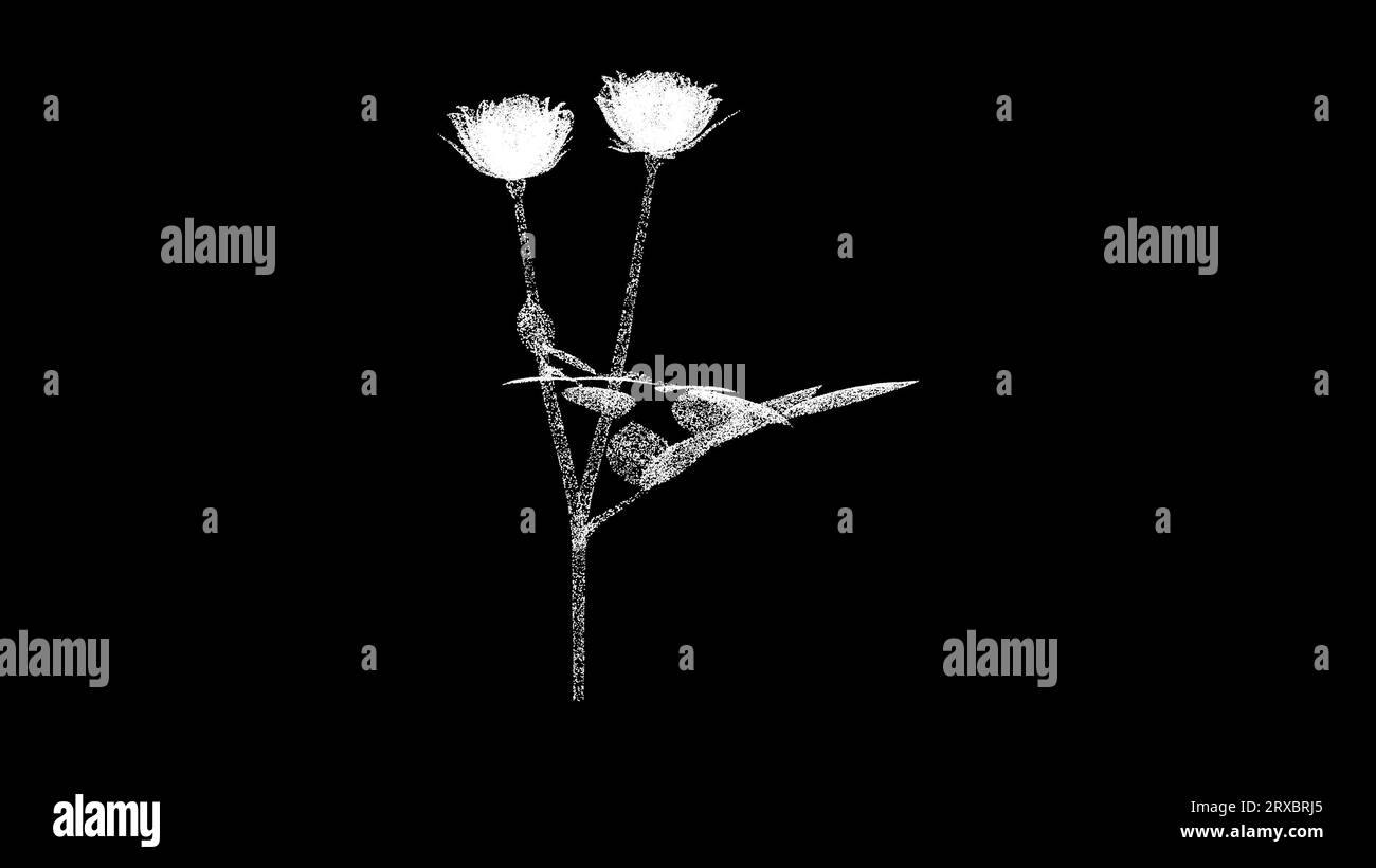 Bouquet 3D de roses sur fond noir. Fleurs et concept de célébration. Double fleur. Toile de fond publicitaire d'entreprise. Pour titre, texte, présentation Banque D'Images