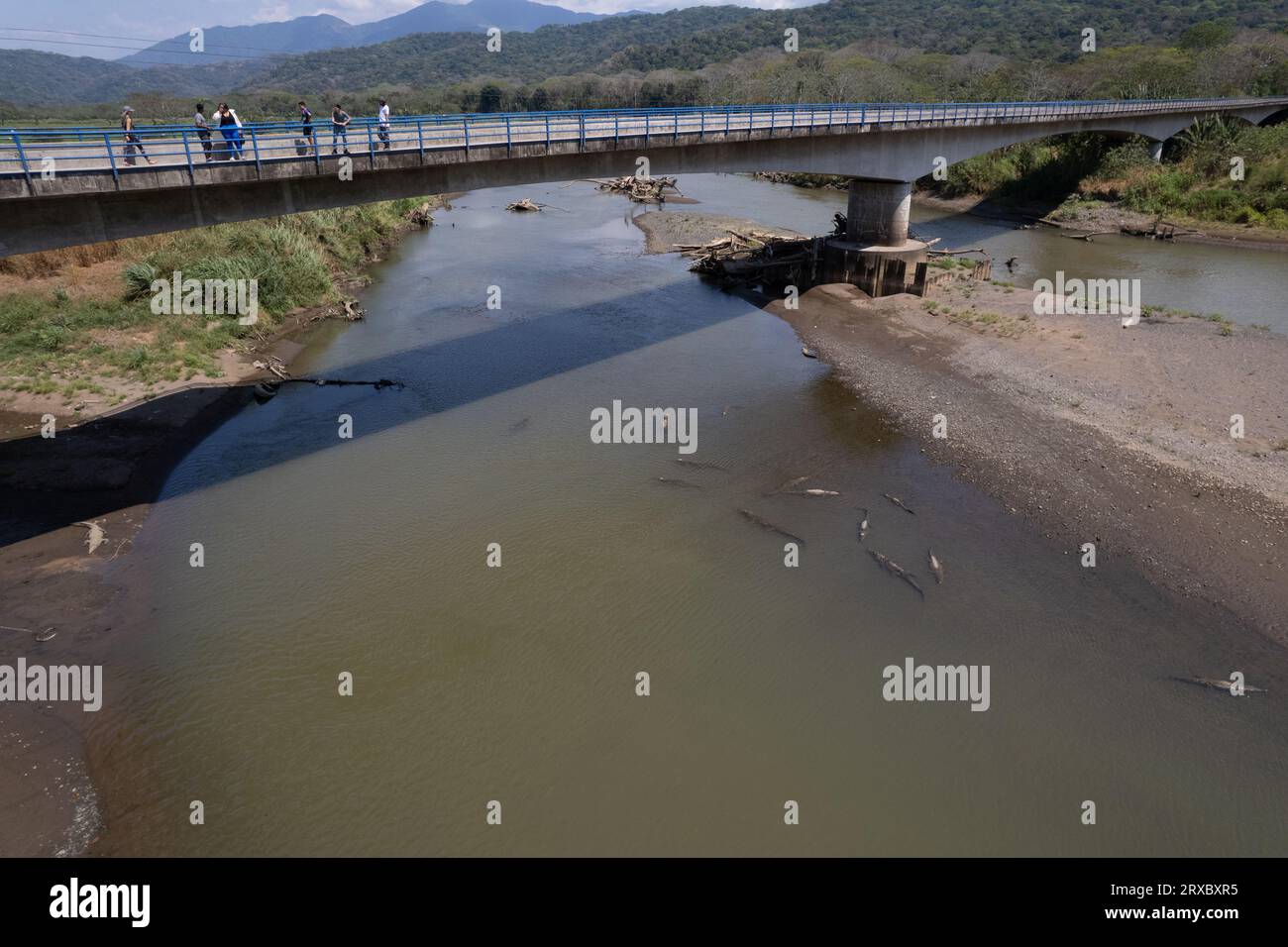 Belle vue aérienne de la rivière Tarcoles et du pont, avec beaucoup de crocodiles et alligators au Costa Rica Banque D'Images