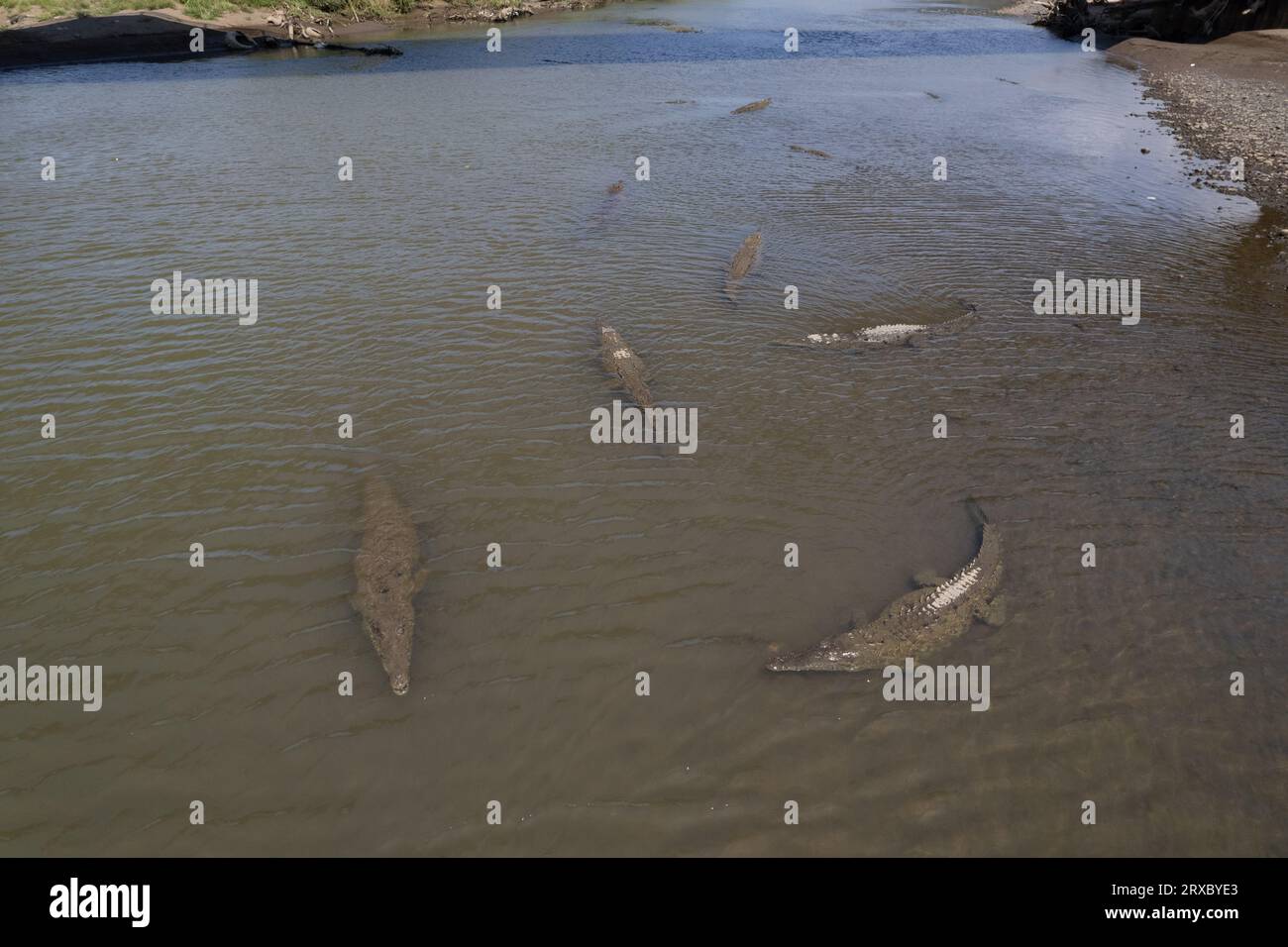 Belle vue aérienne de la rivière Tarcoles et du pont, avec beaucoup de crocodiles et alligators au Costa Rica Banque D'Images